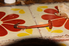 Lactarius strigosipes