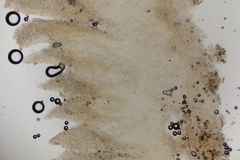 Lactarius strigosipes