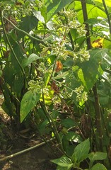 Critonia aromatisans