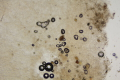 Lactarius strigosipes