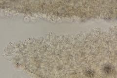 Lactarius strigosipes