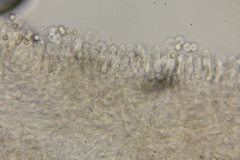 Lactarius strigosipes