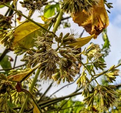 Critonia aromatisans