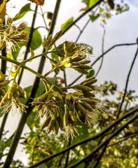 Critonia aromatisans