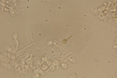 Lactarius strigosipes