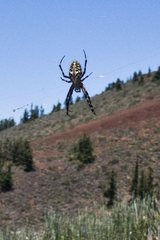Araneus annulipes