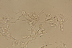 Lactarius strigosipes