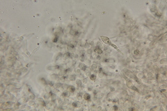 Lactarius strigosipes