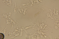 Lactarius strigosipes