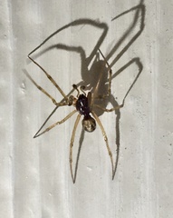 Steatoda triangulosa