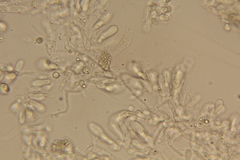 Lactarius strigosipes