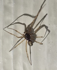 Steatoda triangulosa