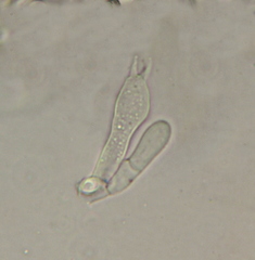 Lactarius strigosipes