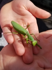 Hierodula patellifera patellifera