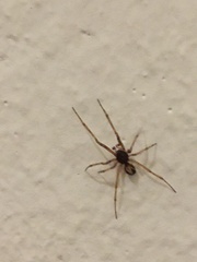 Steatoda triangulosa