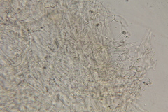 Lactarius strigosipes