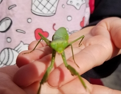 Hierodula patellifera patellifera