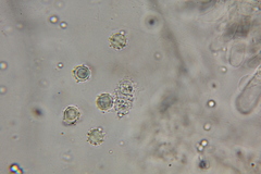 Lactarius strigosipes