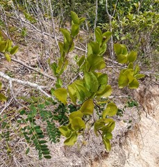 Dendropemon caribaeus