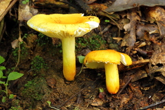 Russula flavida