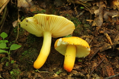Russula flavida