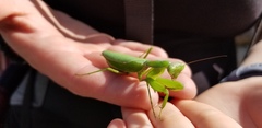 Hierodula patellifera patellifera