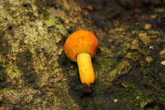 Russula flavida