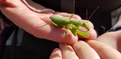 Hierodula patellifera patellifera