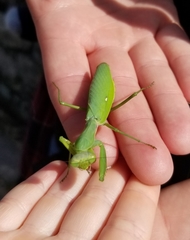 Hierodula patellifera patellifera