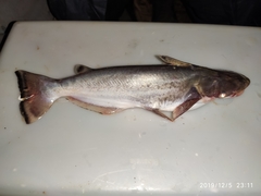Haplochromis Quads photo 2