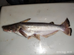 Haplochromis Quads photo 3