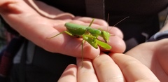 Hierodula patellifera patellifera