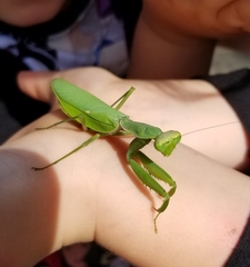 Hierodula patellifera patellifera