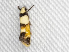 Crepidosceles glycydora