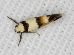 Crepidosceles glycydora