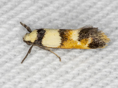 Crepidosceles glycydora