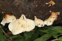 Campanophyllum proboscideum