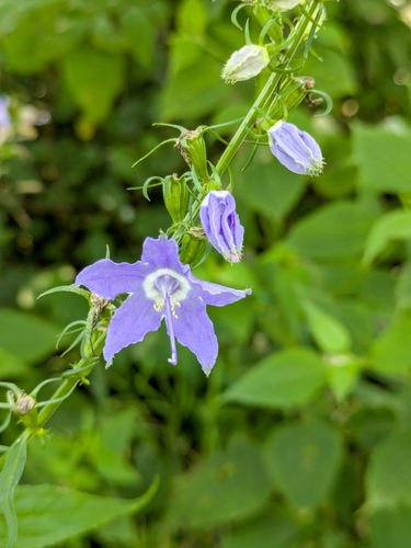 tall bellflower
