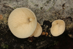 Campanophyllum proboscideum