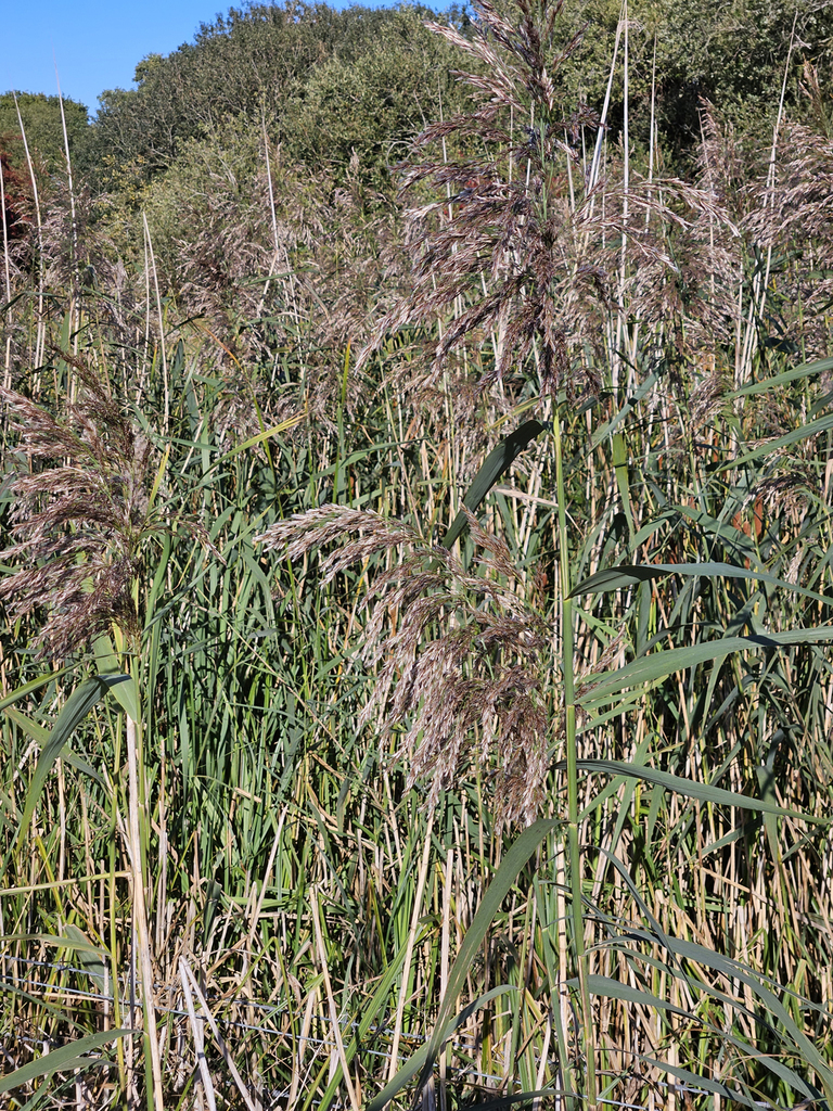 common reed from East Riding of Yorkshire, UK on September 25, 2025 at ...
