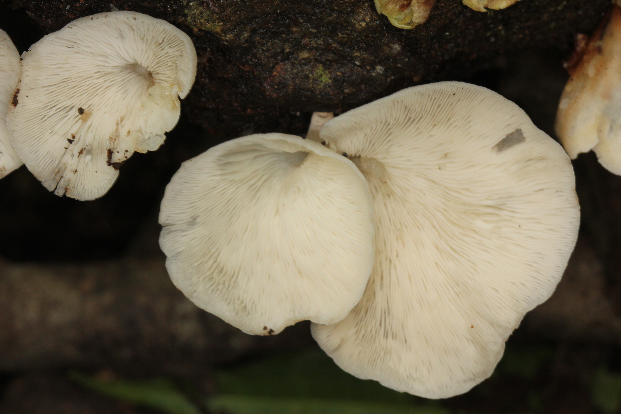 Campanophyllum image