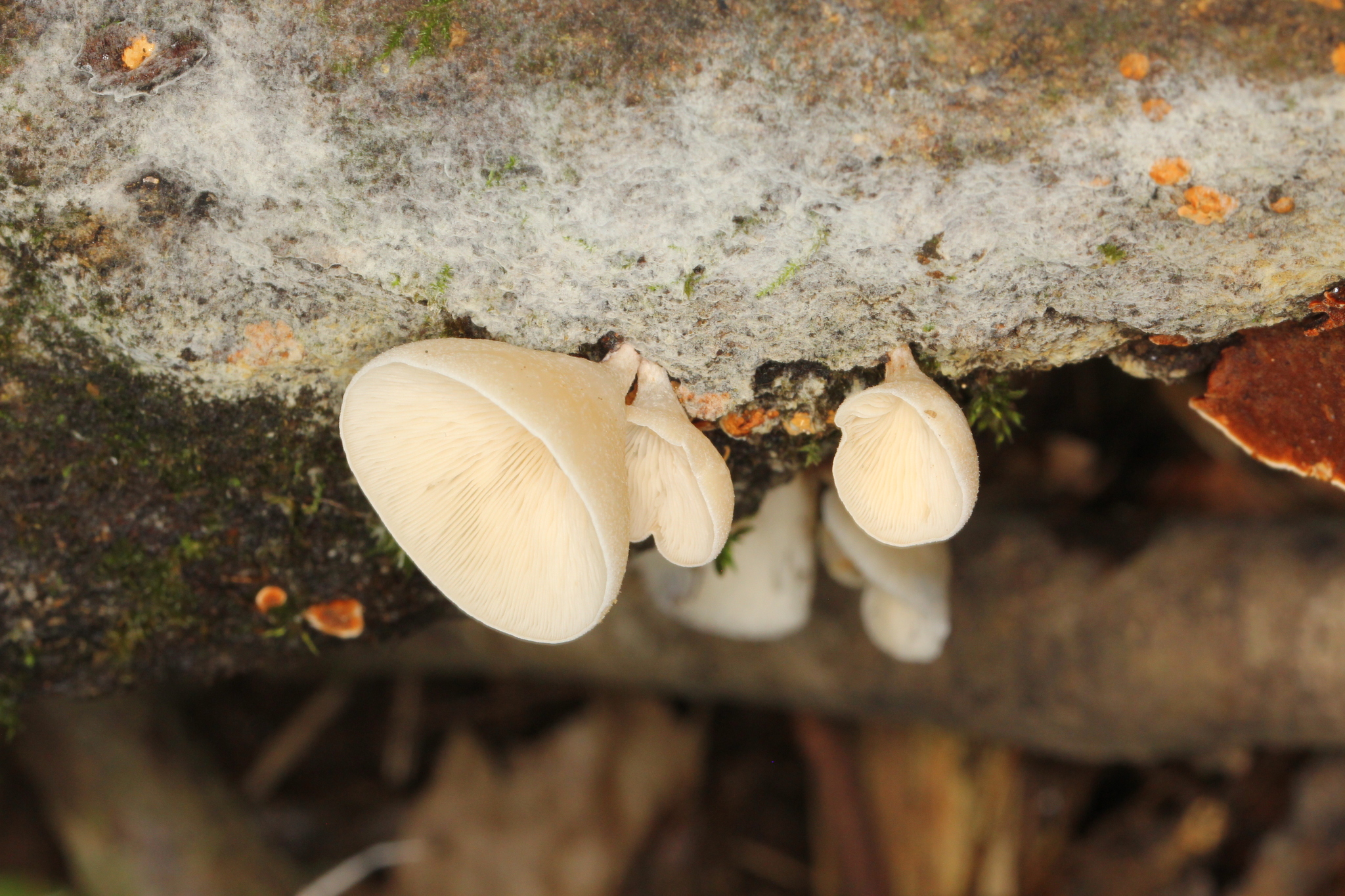 Campanophyllum proboscideum image