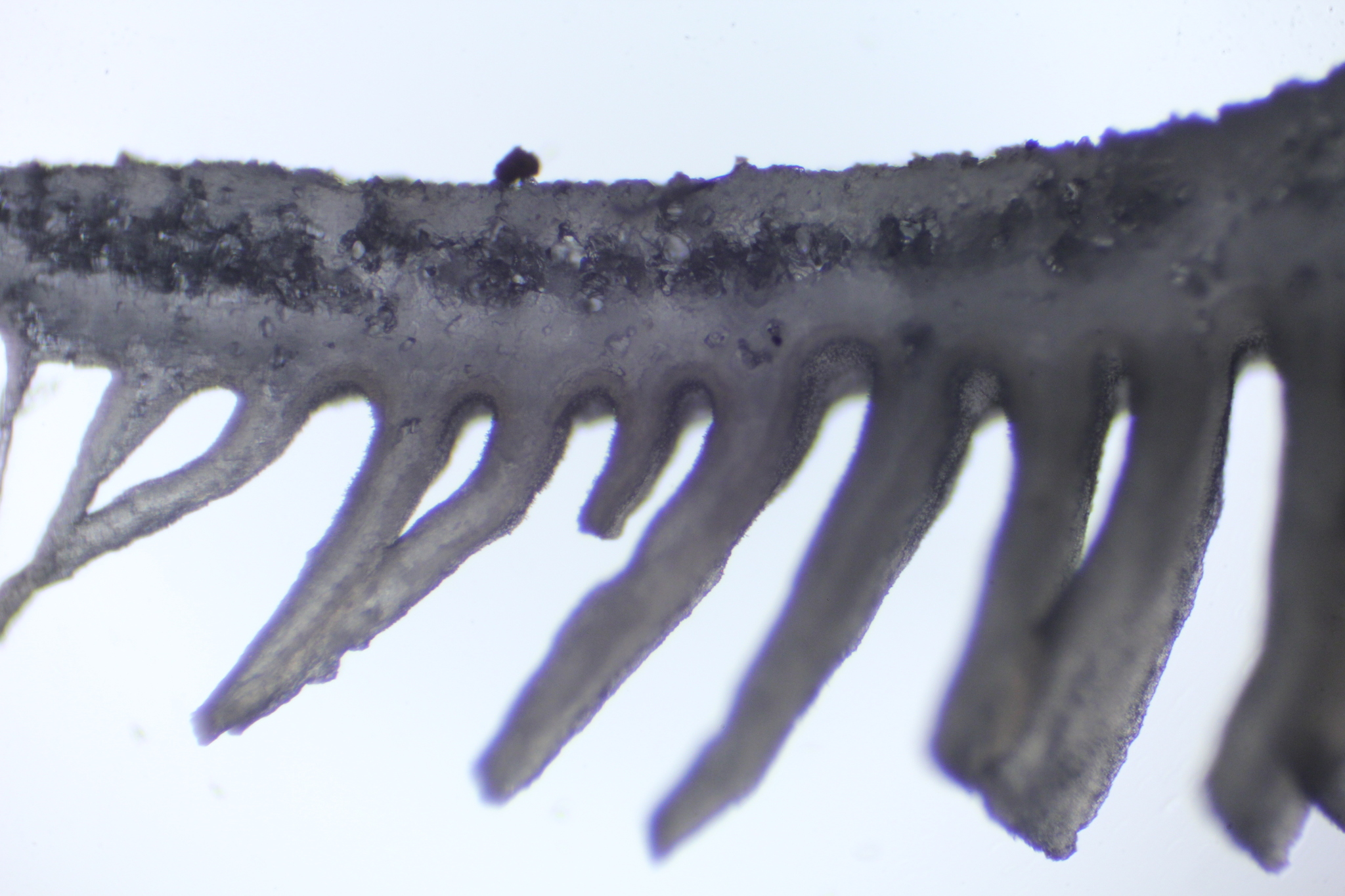Campanophyllum proboscideum image