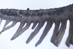 Campanophyllum proboscideum