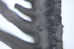 Campanophyllum proboscideum