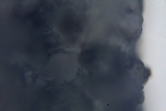 Campanophyllum proboscideum