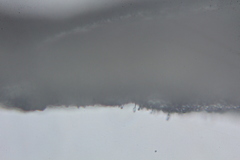 Campanophyllum proboscideum