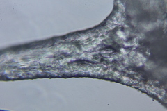 Campanophyllum proboscideum