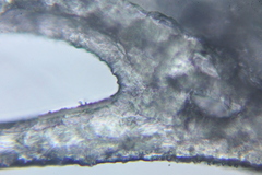 Campanophyllum proboscideum