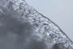 Campanophyllum proboscideum